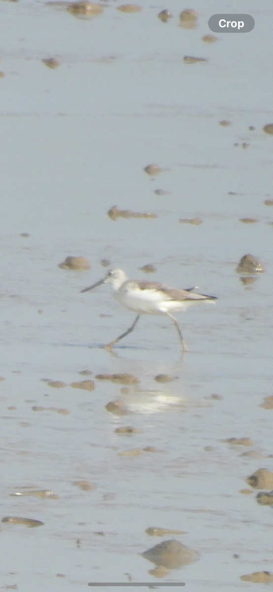 Common Greenshank - ML643026844