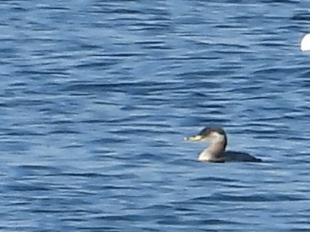 Grèbe jougris - ML643026863