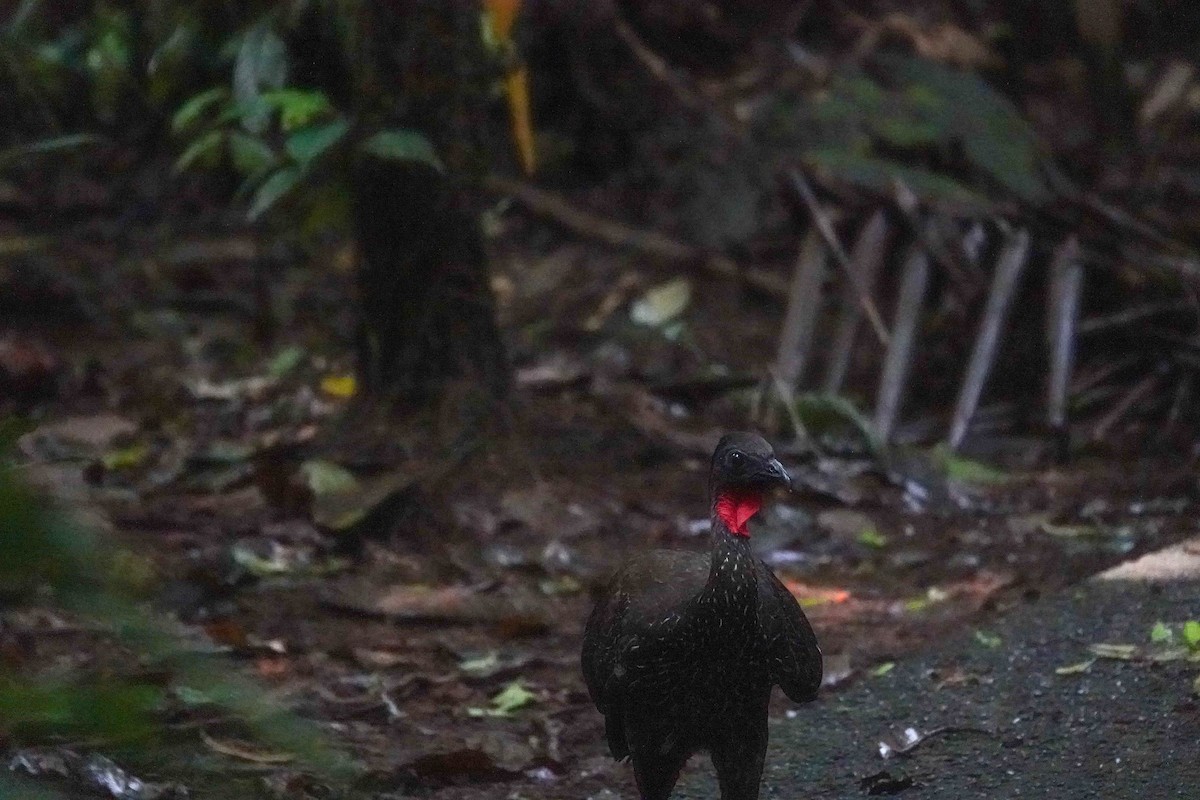 Crested Guan - ML643026875