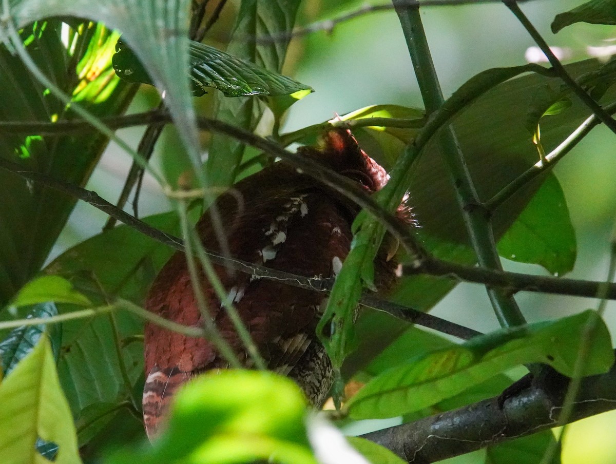Middle American Screech-Owl - ML643026885