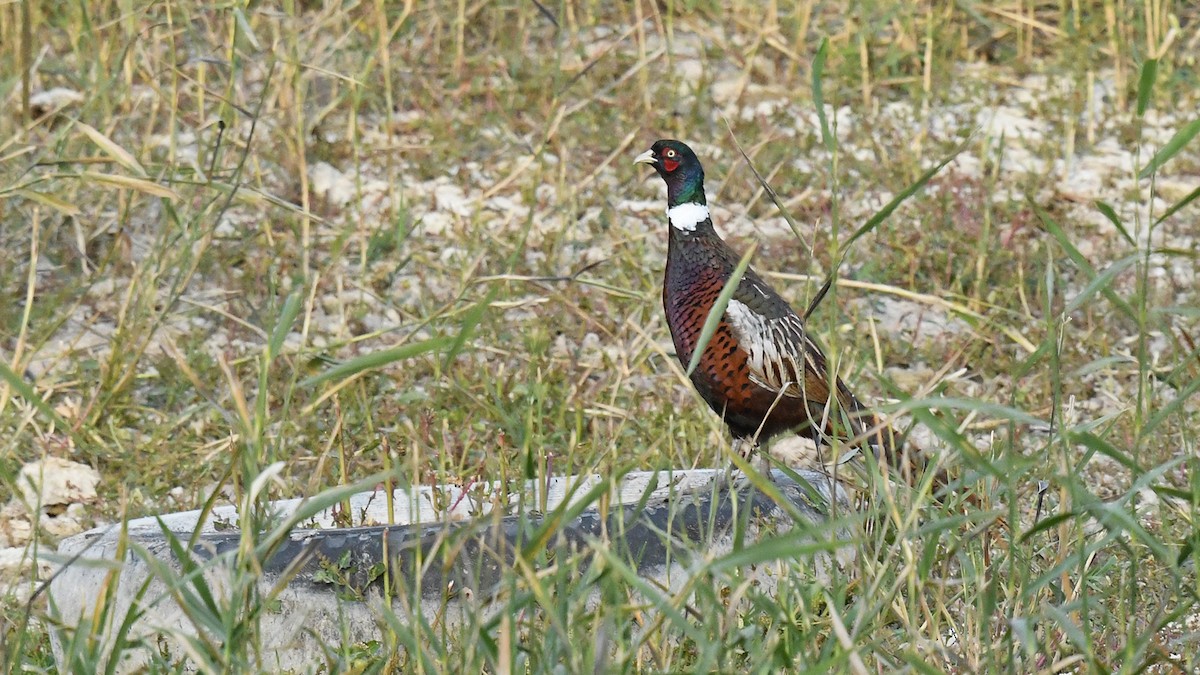 Ring-necked Pheasant - ML643026896