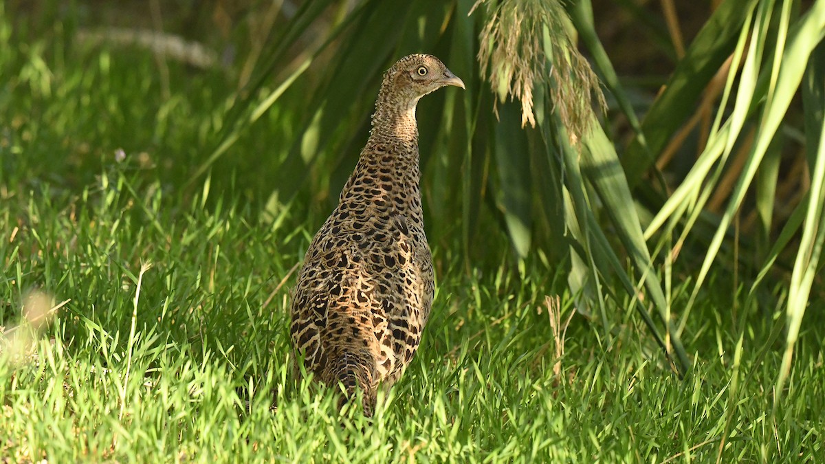 Ring-necked Pheasant - ML643026897