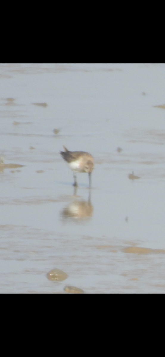 Sanderling - ML643026903