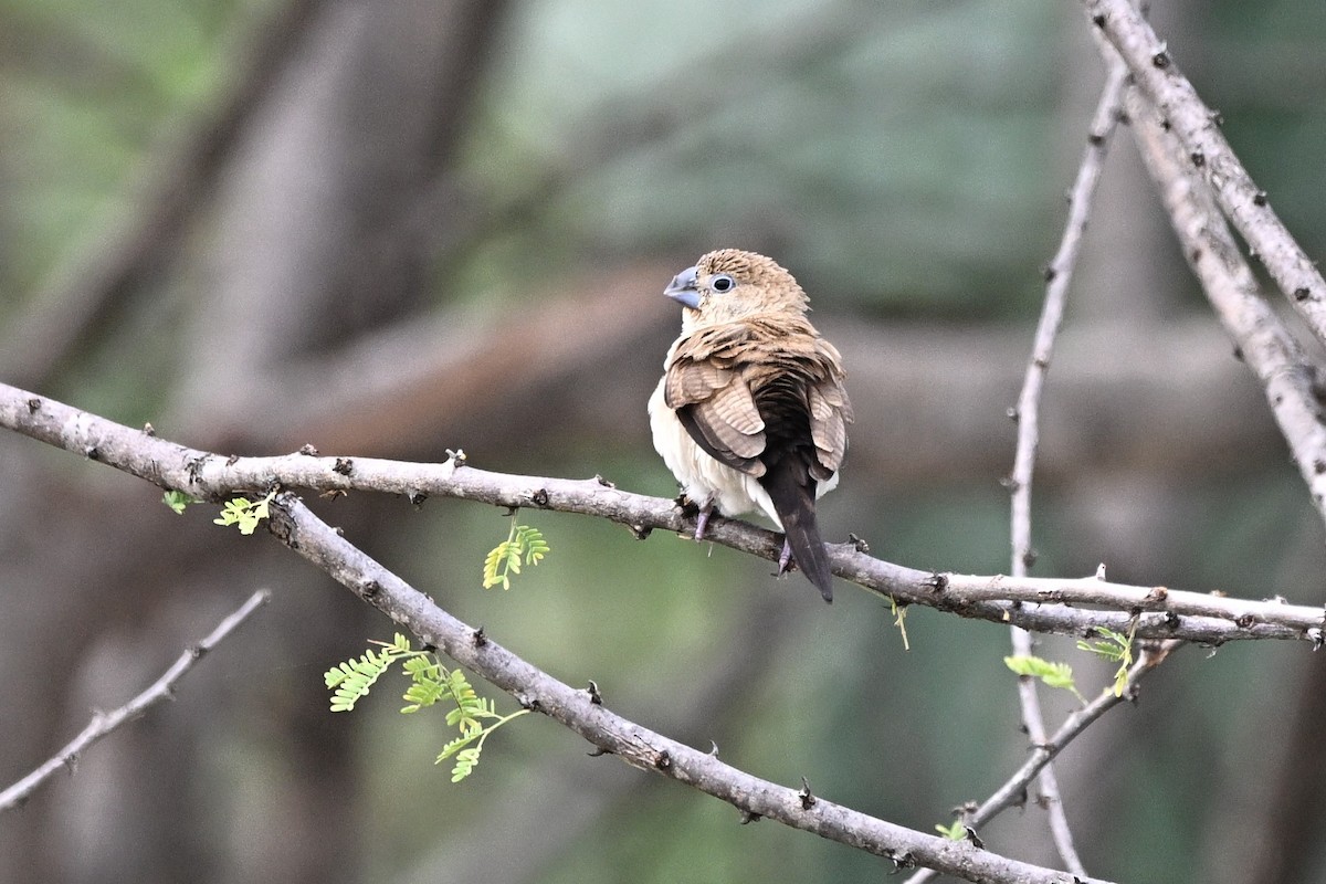 African Silverbill - ML643026904