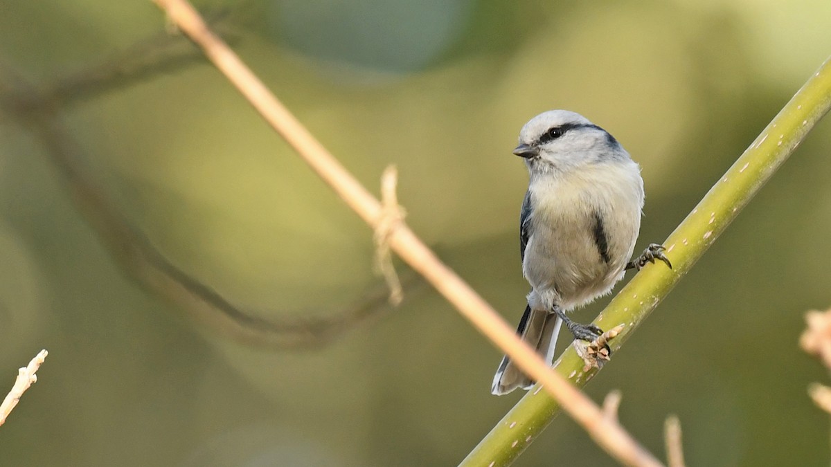 Azure Tit - ML643026911