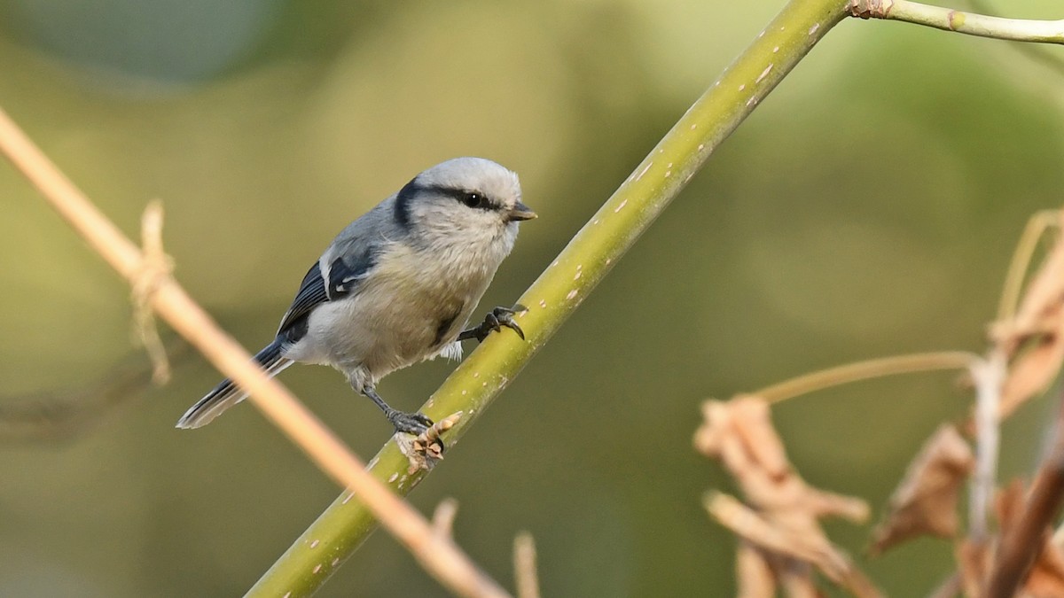 Azure Tit - ML643026912