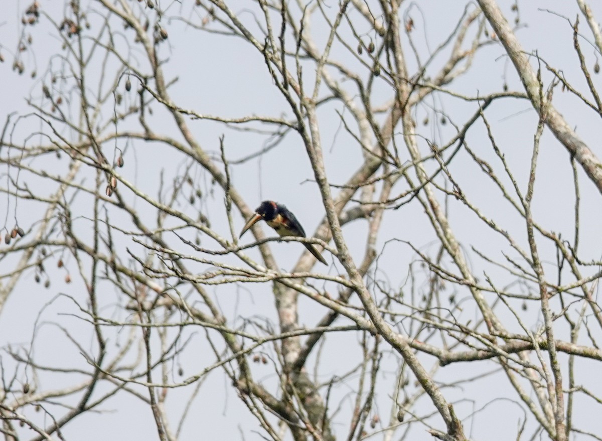 Collared Aracari - ML643026913