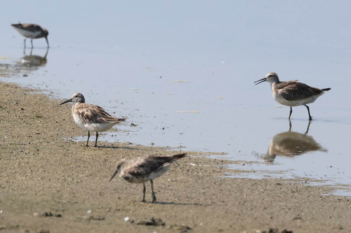 Great Knot - ML643026914