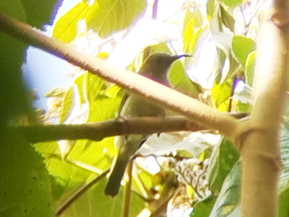 Sunda Honeyeater - ML643026915