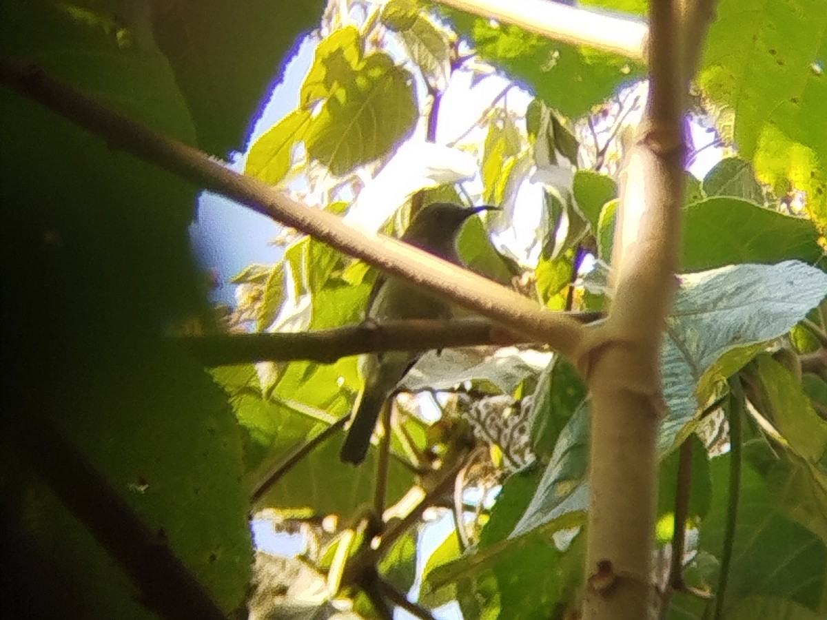 Sunda Honeyeater - ML643026916
