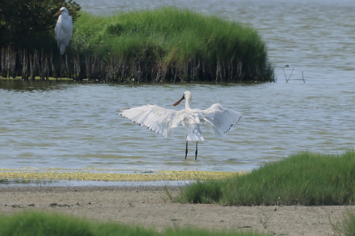 Black-faced Spoonbill - ML643026917