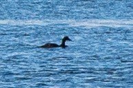 Common Eider - ML643026918