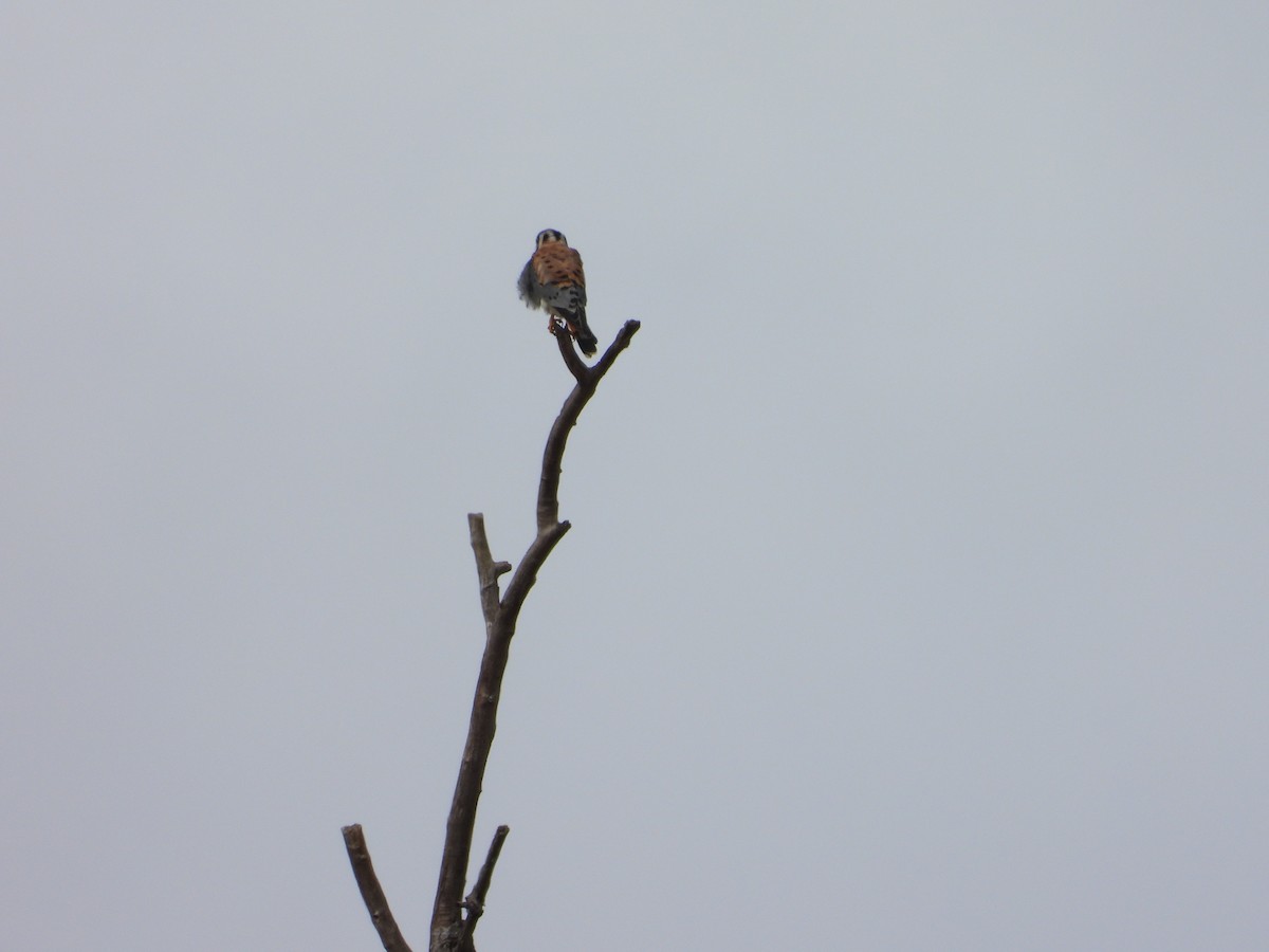 American Kestrel - ML643026919