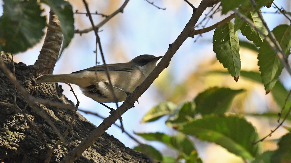 Lesser Whitethroat - ML643026921