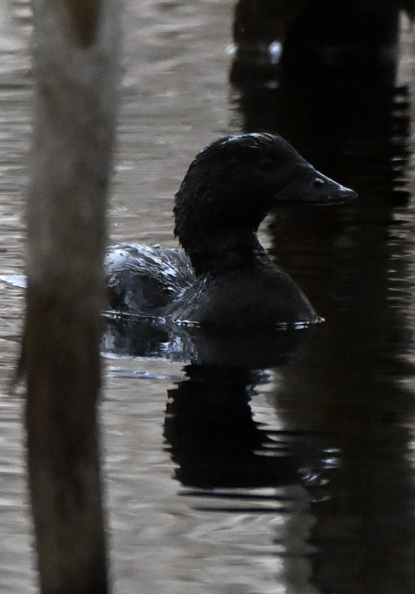 Musk Duck - ML643026922