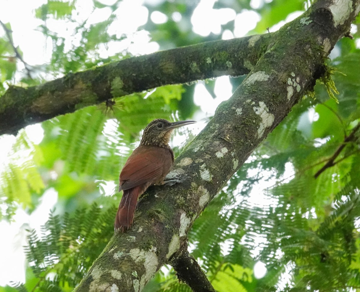 Cocoa Woodcreeper - ML643026923