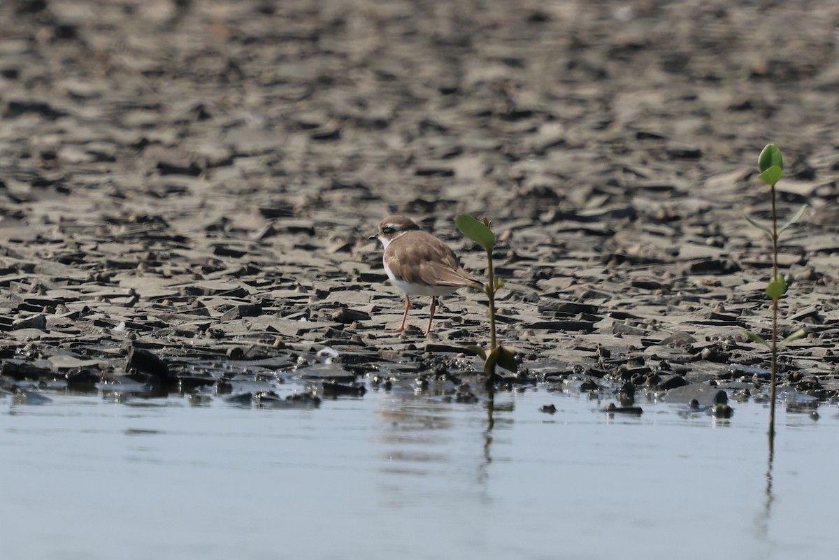 Common Ringed Plover - ML643026924