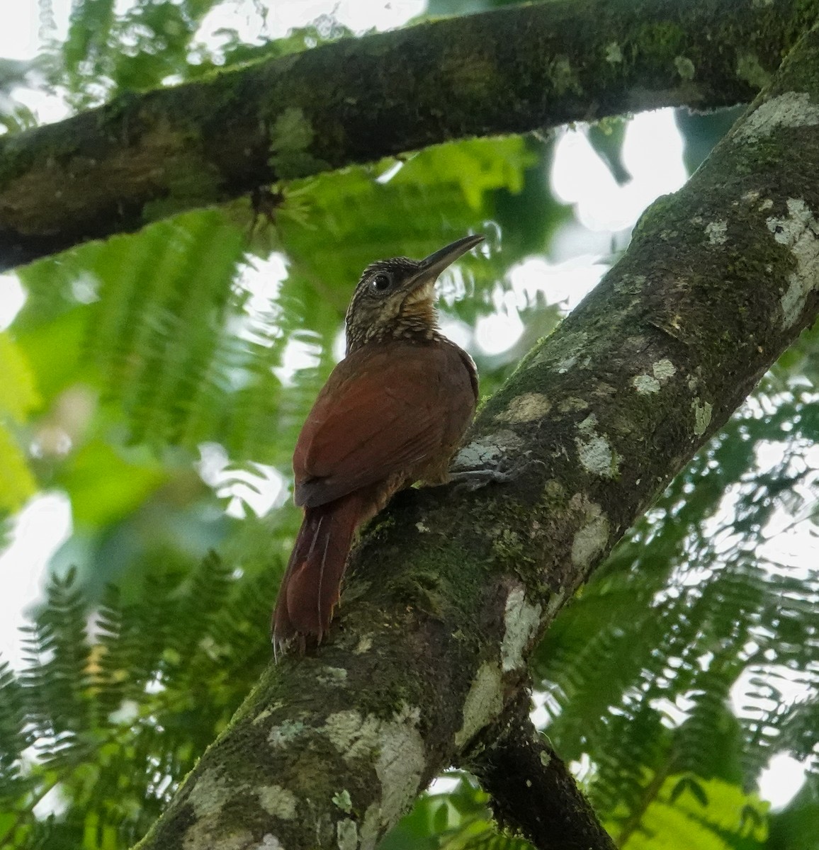Cocoa Woodcreeper - ML643026927