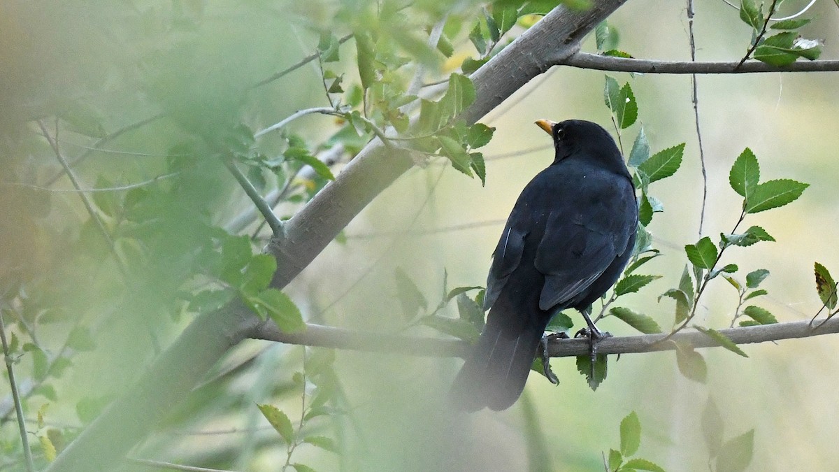 Eurasian Blackbird - ML643026928