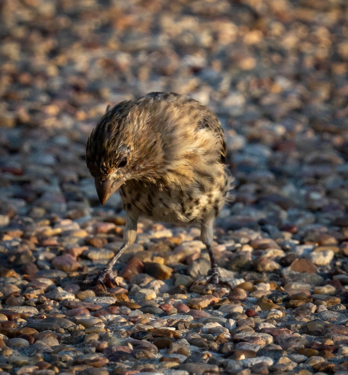 House Finch - ML643026929