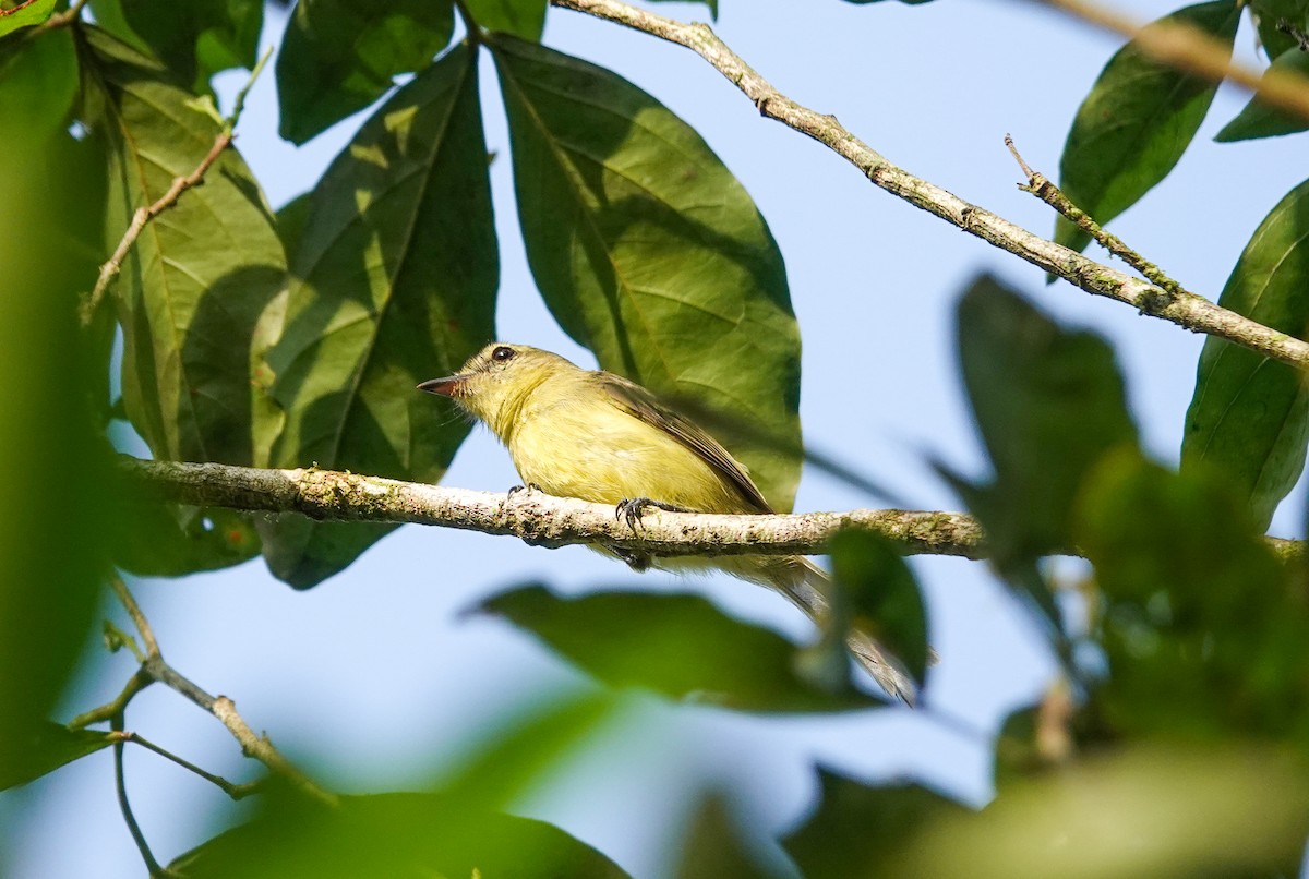 Ochre-bellied Flycatcher - ML643026937