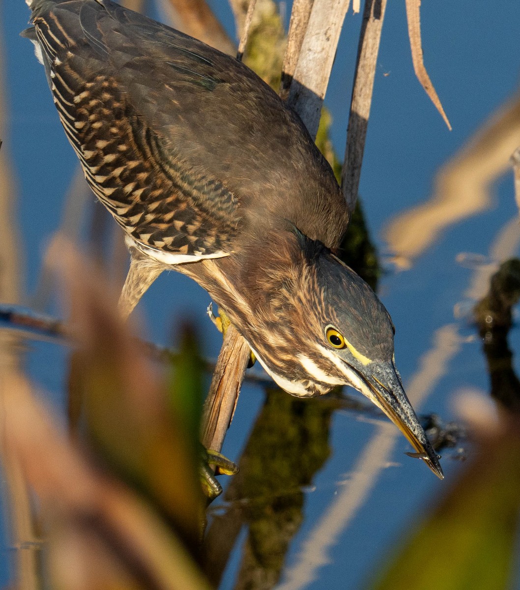Green Heron - ML643026938