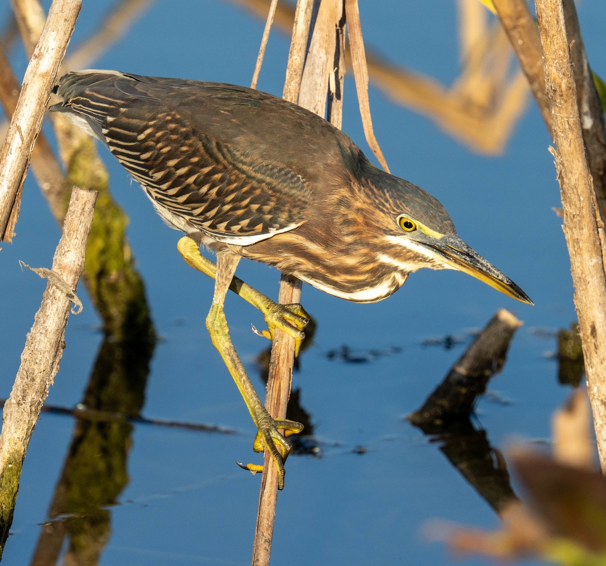 Green Heron - ML643026939