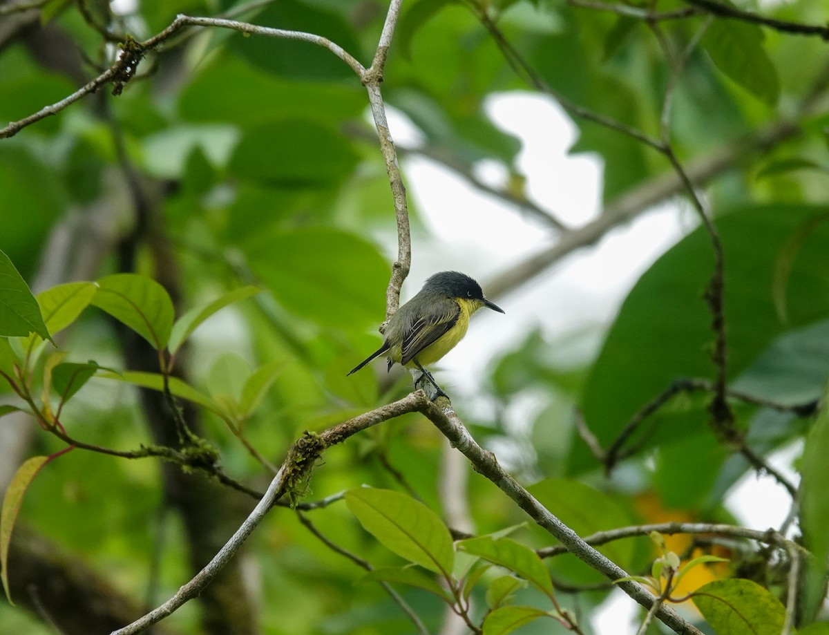 Common Tody-Flycatcher - ML643026941