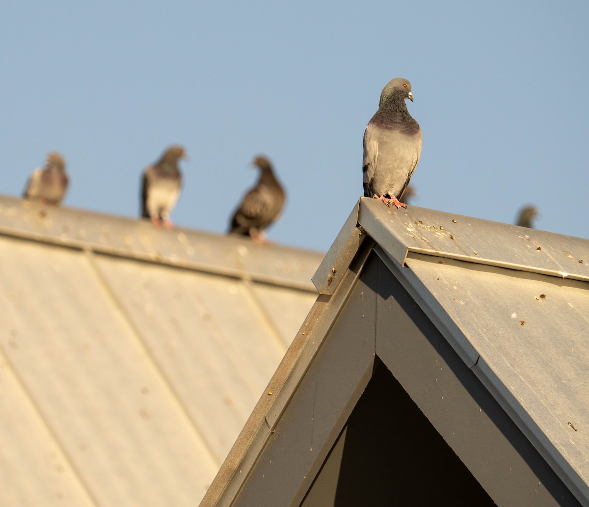Rock Pigeon (Feral Pigeon) - ML643026942