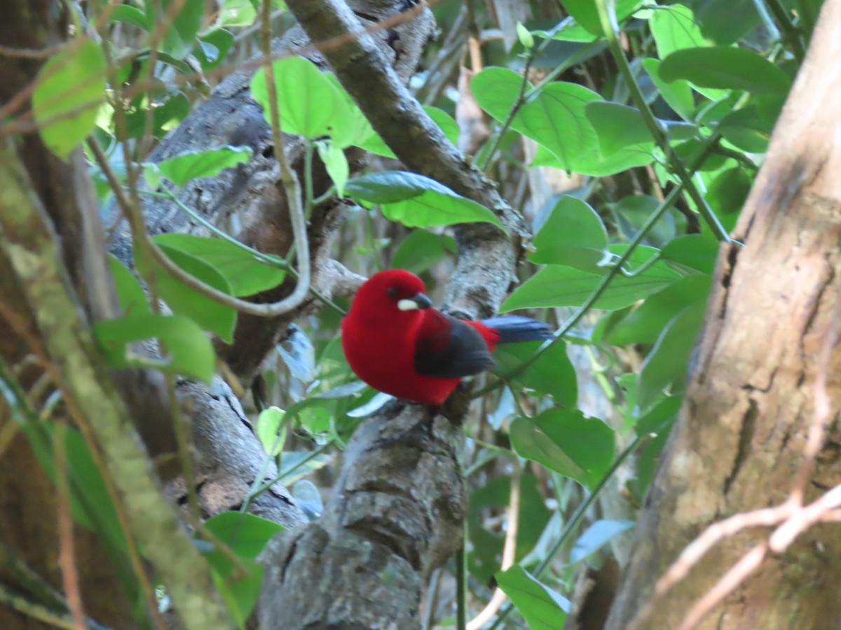 Brazilian Tanager - ML643026943