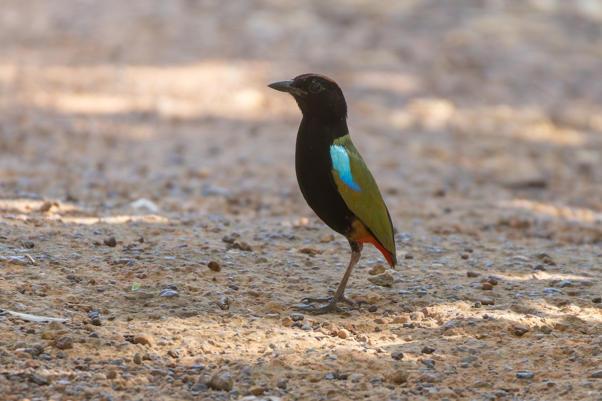 Rainbow Pitta - ML643026944