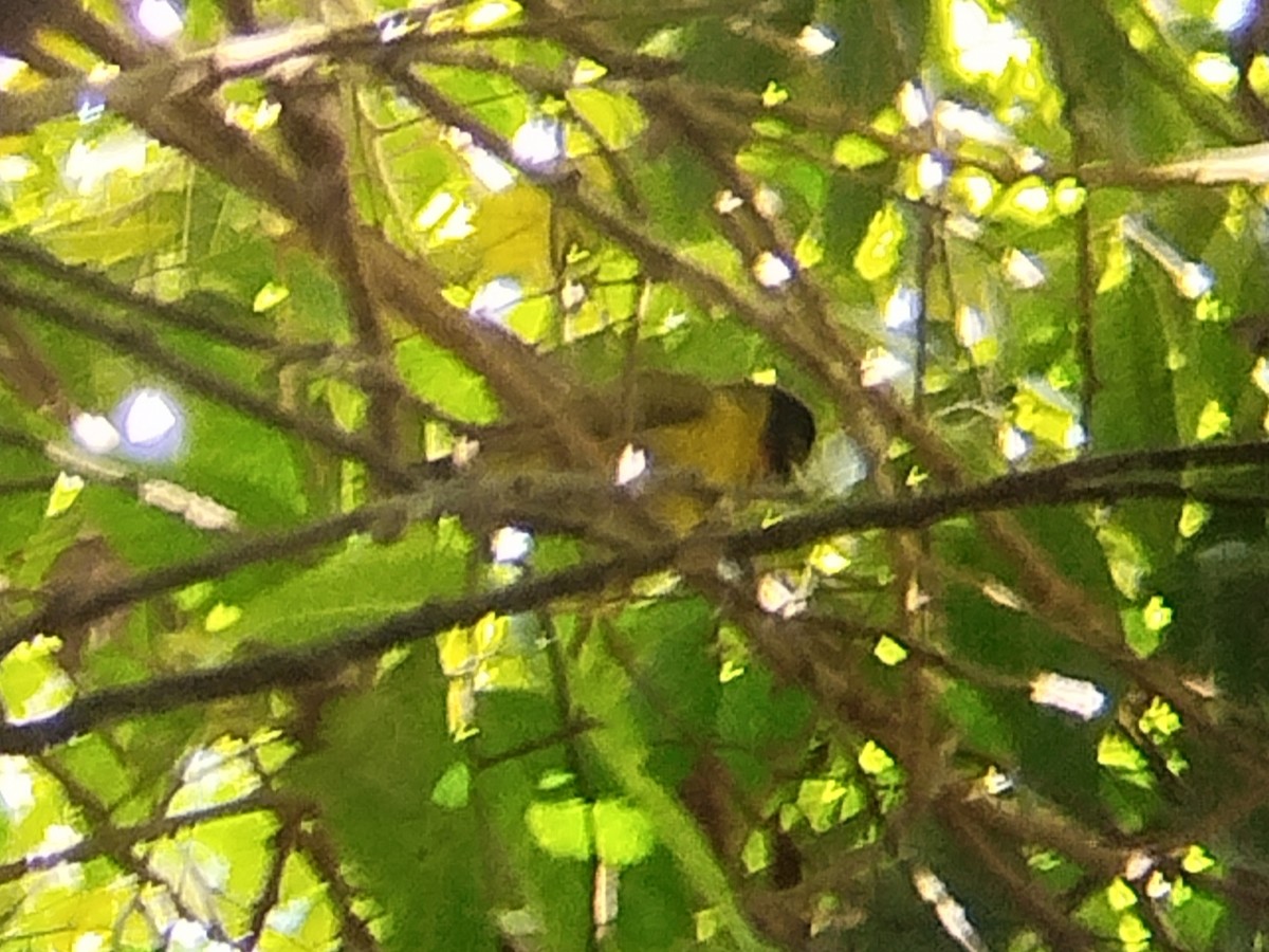 Bare-throated Whistler - ML643026945