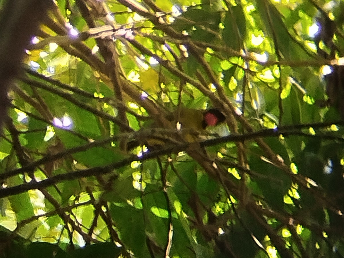 Bare-throated Whistler - ML643026946
