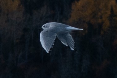 Bonaparte's Gull - ML643026947