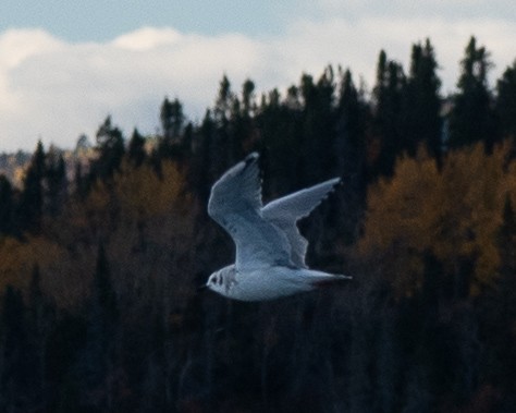 Bonaparte's Gull - ML643026948