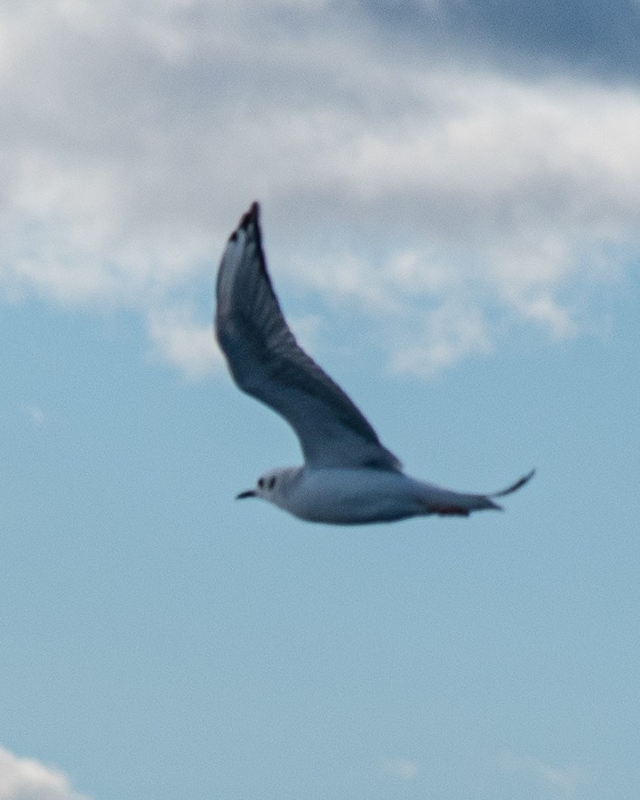 Bonaparte's Gull - ML643026949