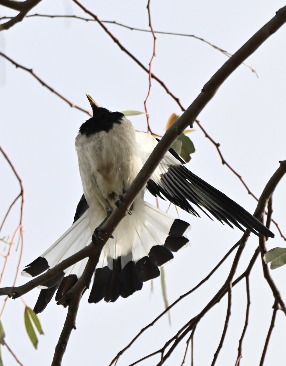 Magpie-lark - ML643026950