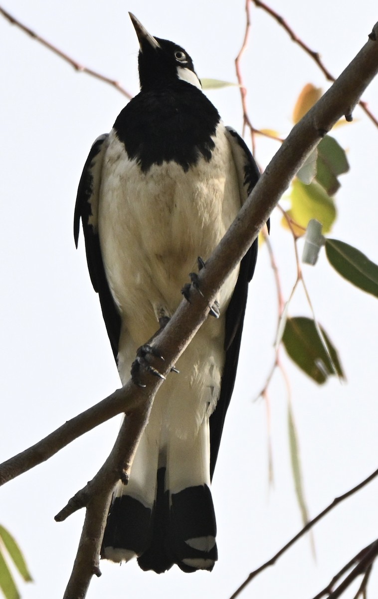 Magpie-lark - ML643026951