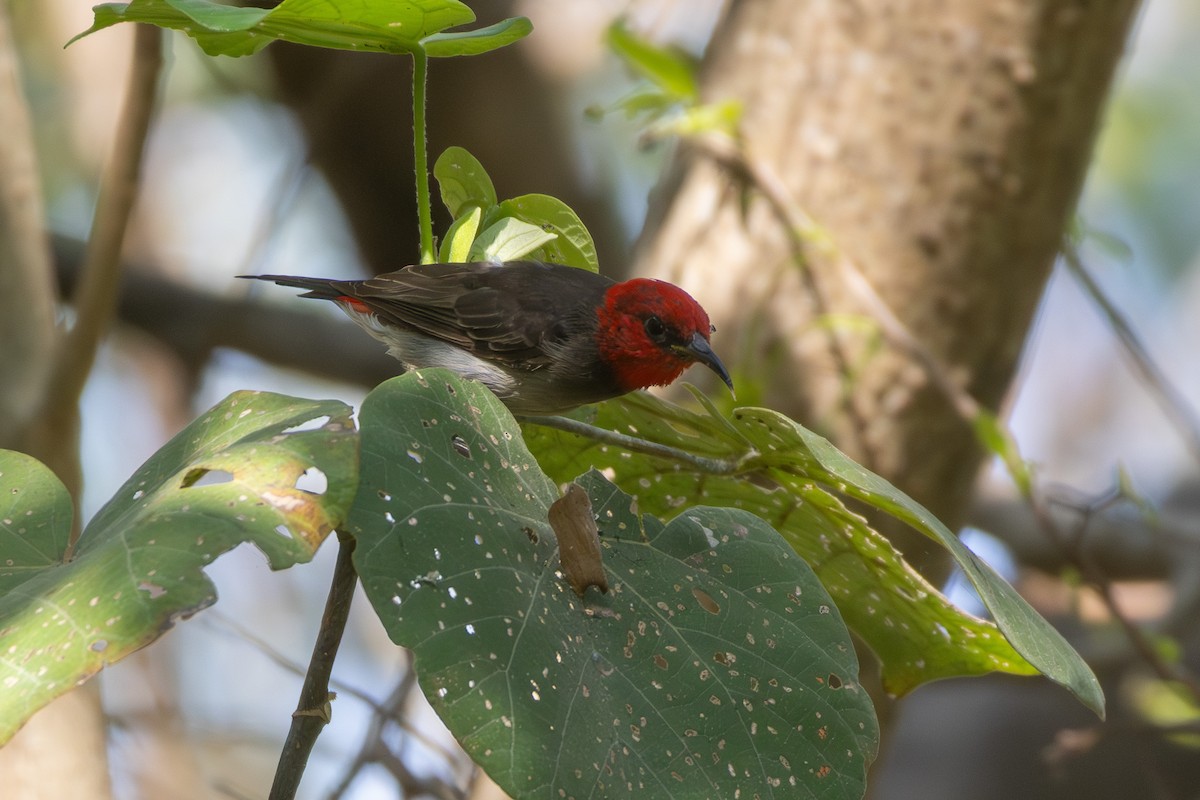 Red-headed Myzomela - ML643026953
