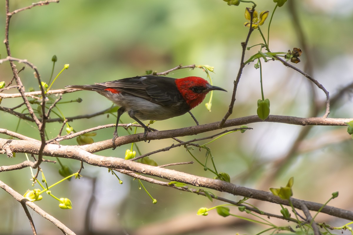 Red-headed Myzomela - ML643026954