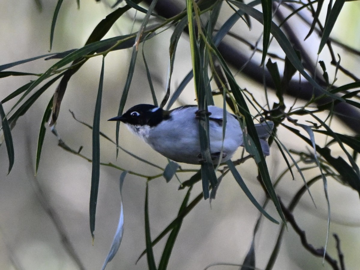 Gilbert's Honeyeater - ML643026955