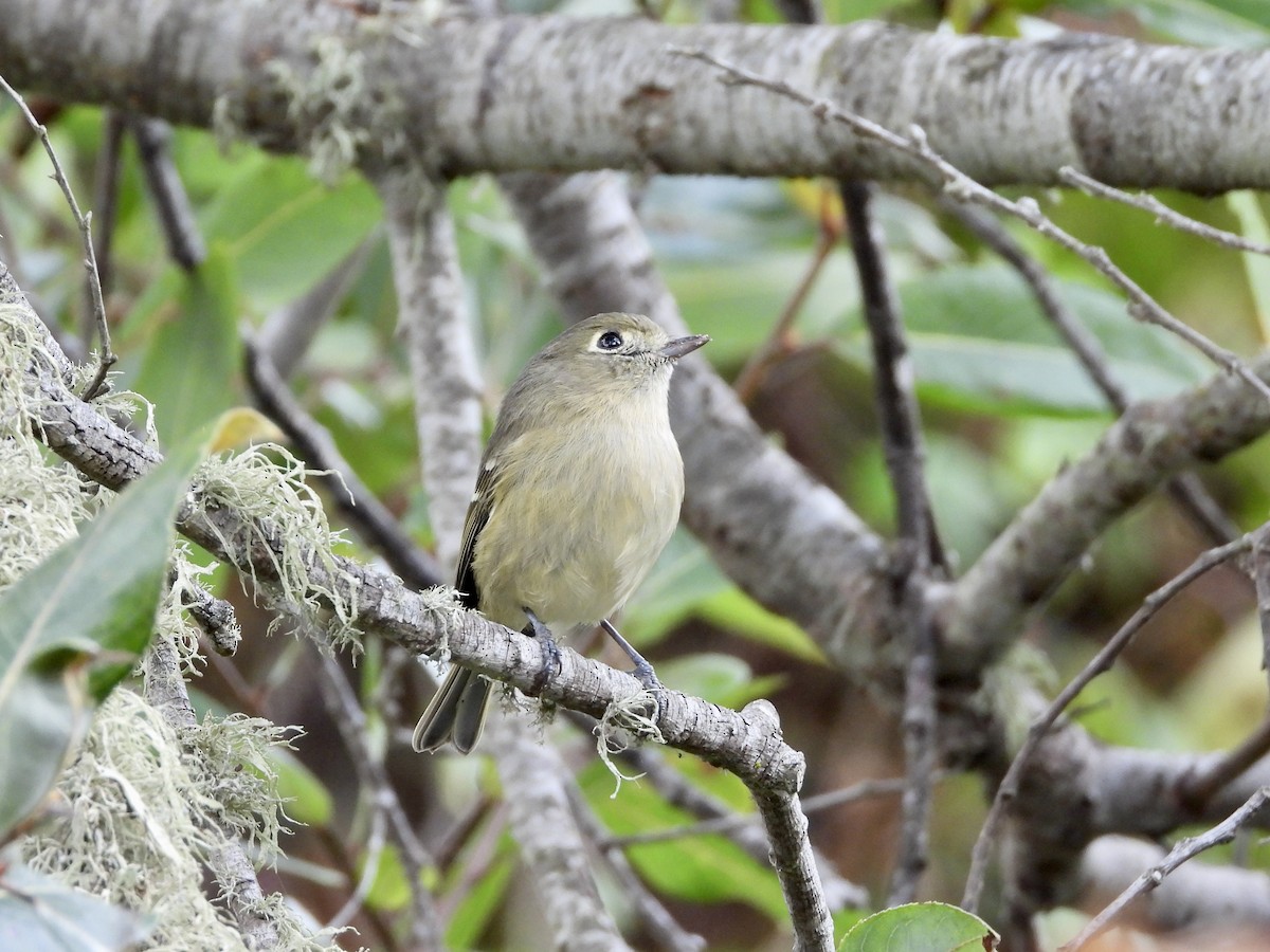 Hutton's Vireo - ML643026956