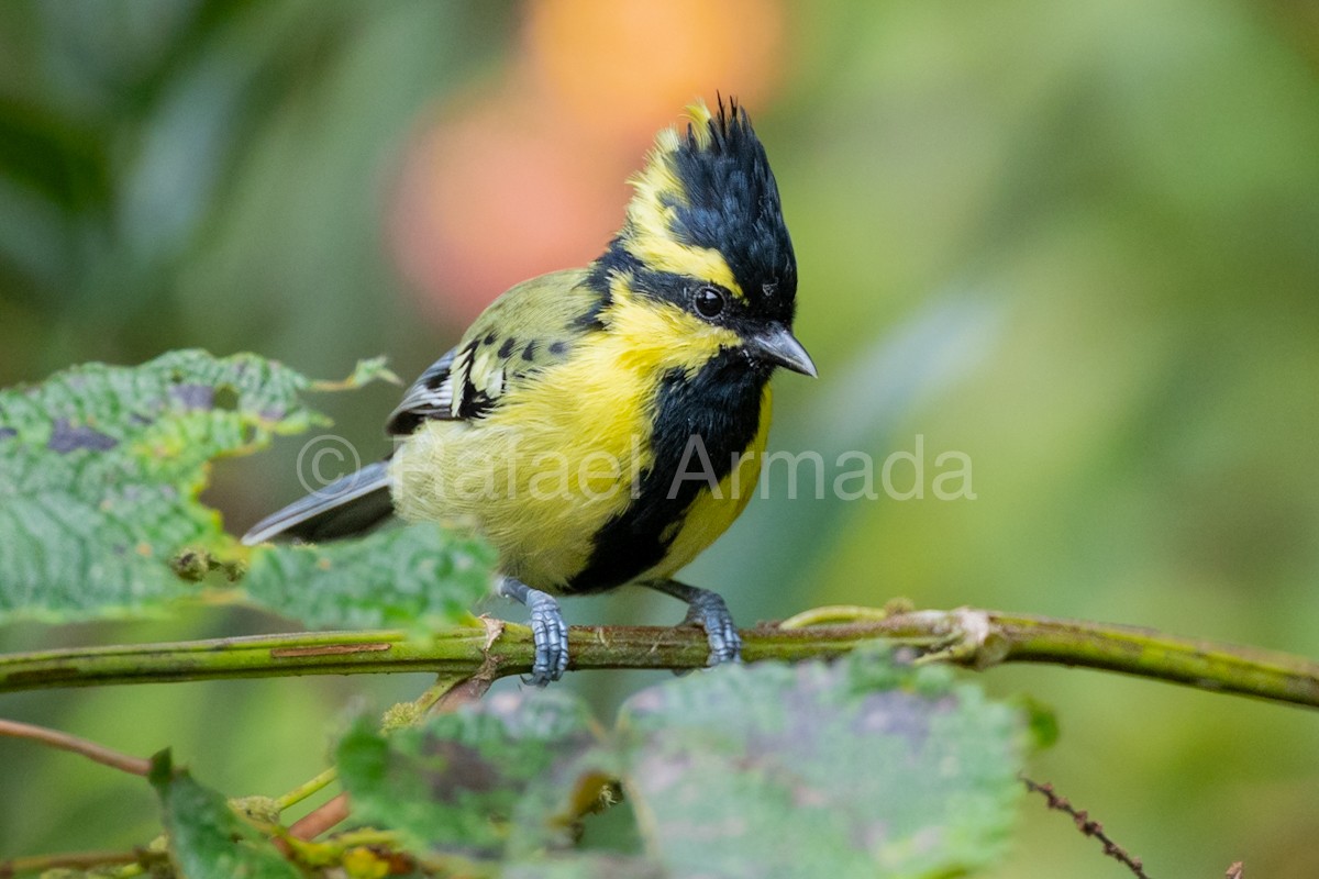 Himalayan Black-lored Tit - ML643026958
