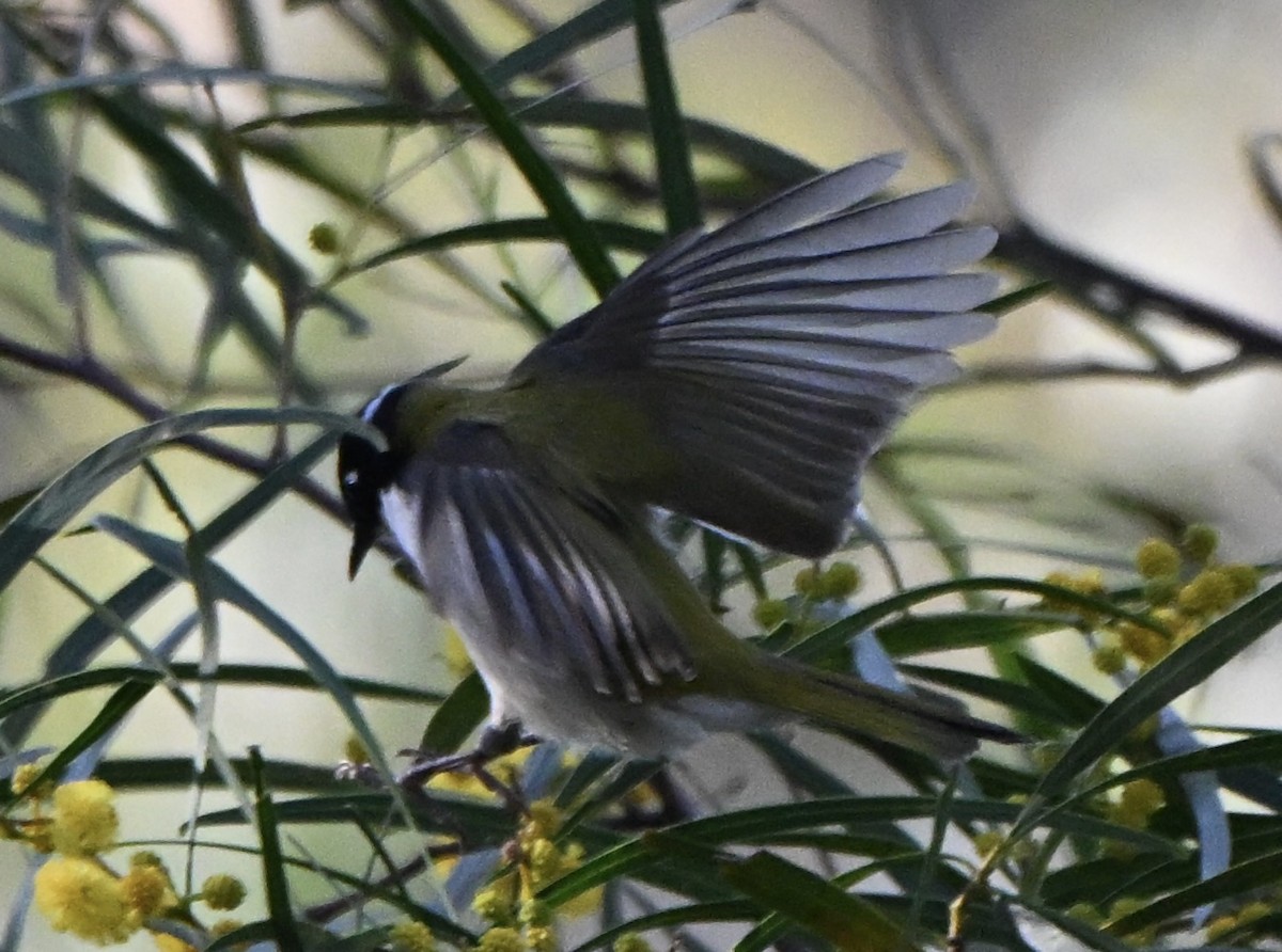 Gilbert's Honeyeater - ML643026960
