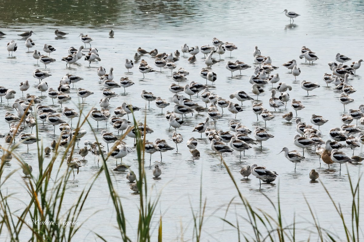 American Avocet - ML643026971