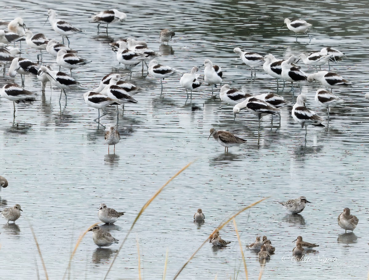 American Avocet - ML643026982