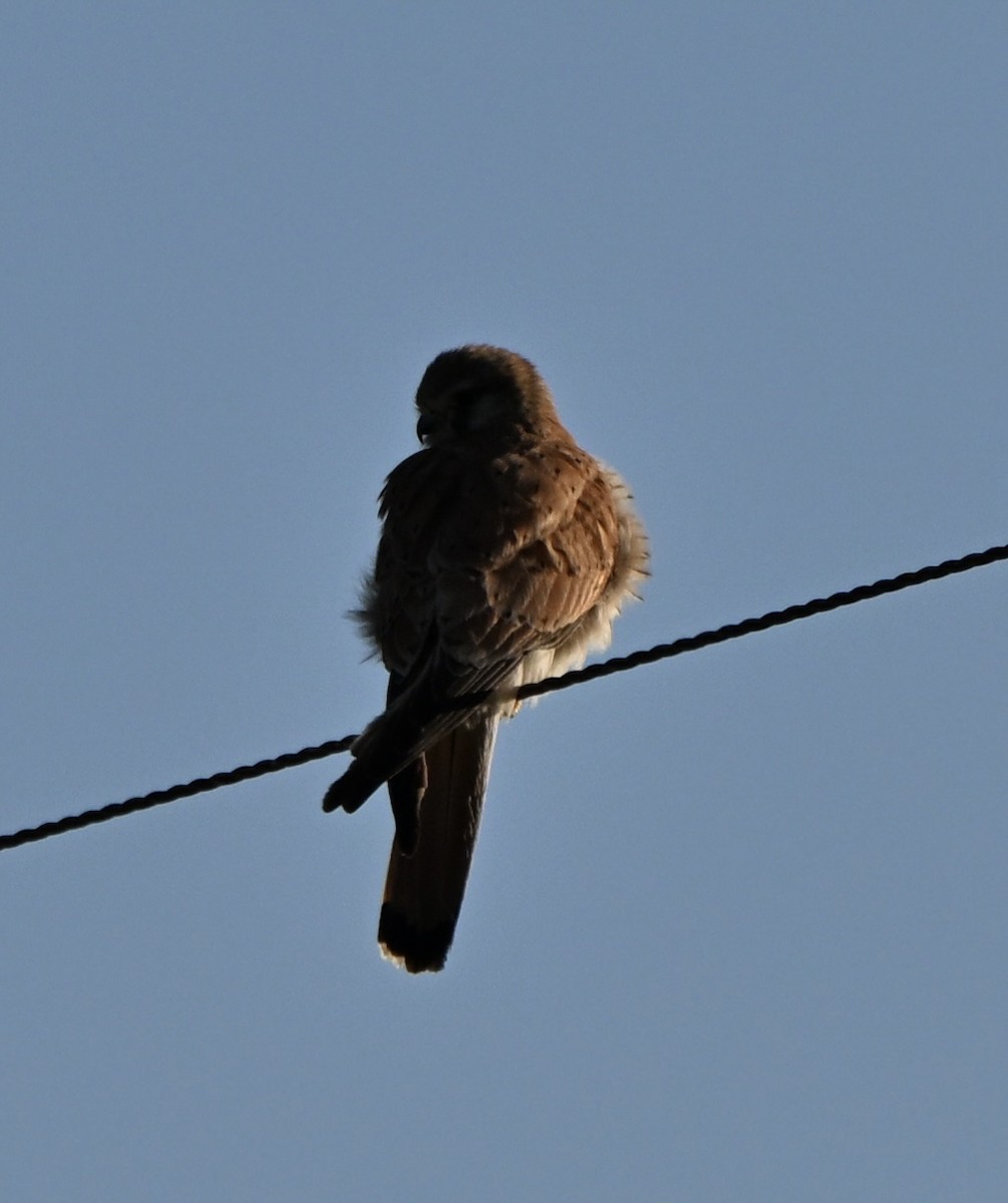 Nankeen Kestrel - ML643026986