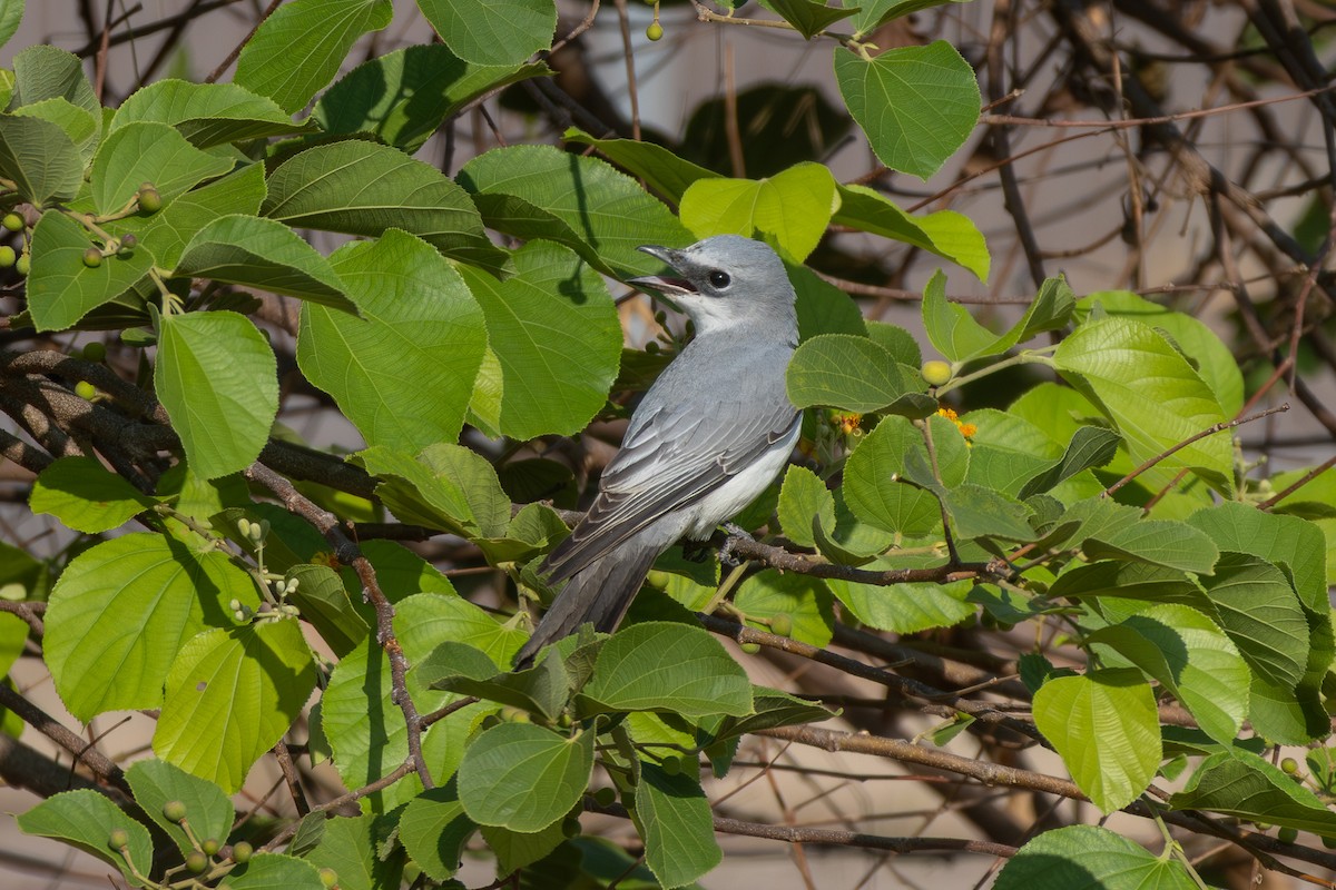 White-bellied Cuckooshrike - ML643027039