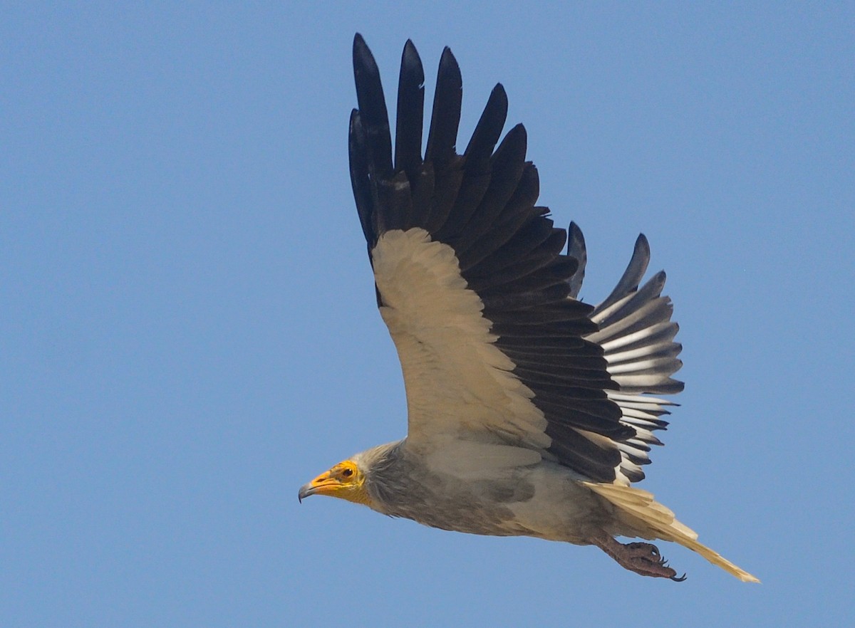 Egyptian Vulture - ML643027099