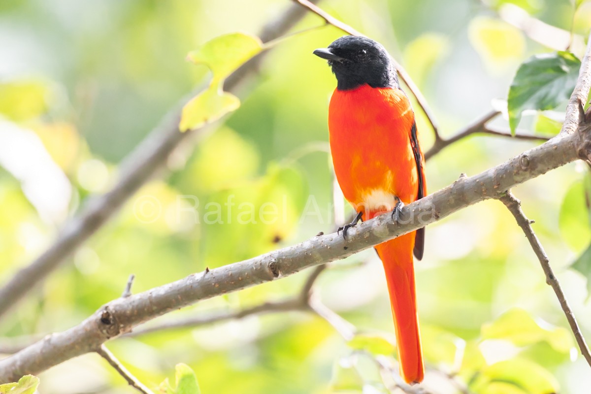 赤紅山椒鳥 - ML643027101